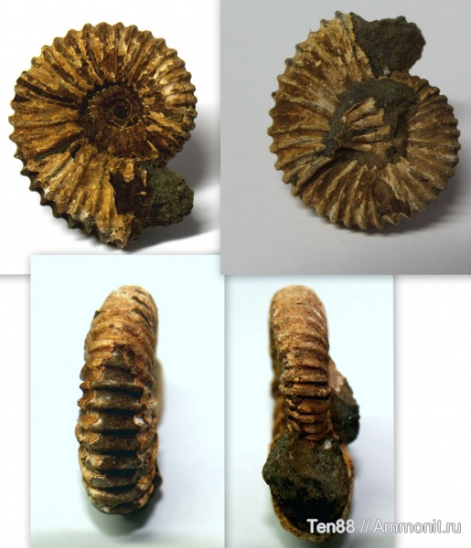 аммониты, мел, мезозой, Ammonites, р. Губс, Мостовский район, Cretaceous