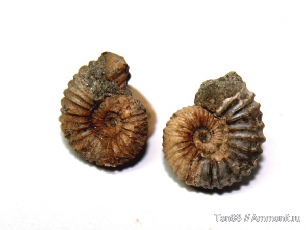 аммониты, мел, мезозой, Ammonites, р. Губс, Мостовский район, Cretaceous