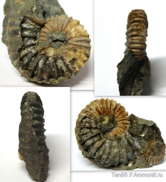 аммониты, мел, мезозой, Ammonites, р. Губс, Мостовский район, Cretaceous