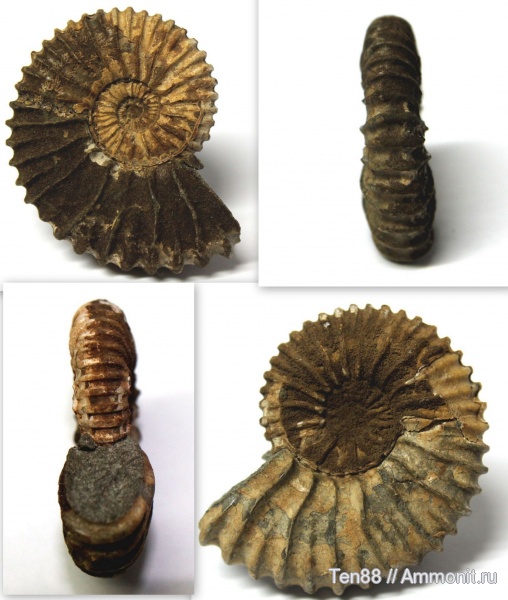 аммониты, мел, мезозой, Ammonites, р. Губс, Мостовский район, Cretaceous
