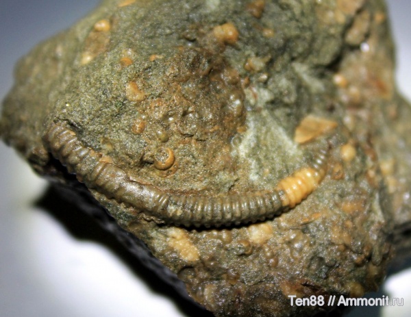 гетероморфные аммониты, прижизненные повреждения, р. Губс, Мостовский район, heteromorph ammonites