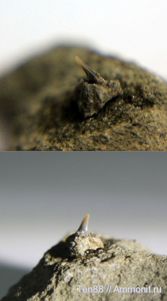 рыбы, р. Губс, Мостовский район, fish