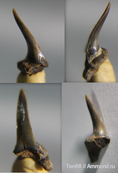 мел, мезозой, зубы акул, р. Губс, Мостовский район, Cretaceous, shark teeth