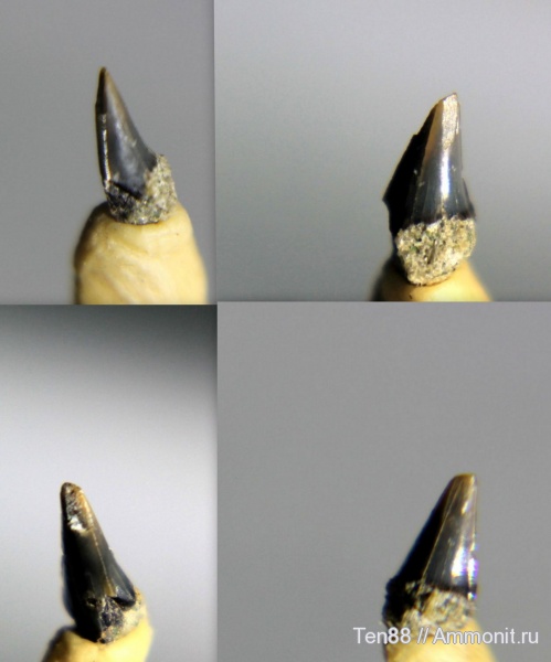 мел, мезозой, зубы акул, р. Губс, Мостовский район, Cretaceous, shark teeth