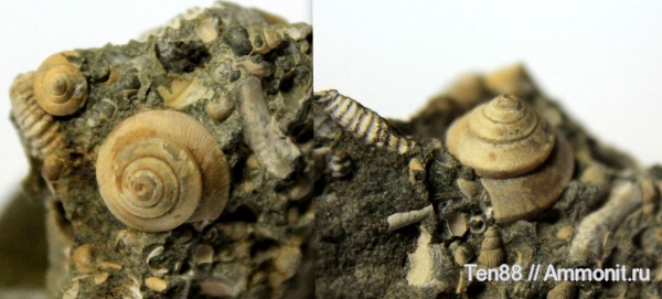 гастроподы, р. Губс, Мостовский район