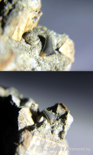 мел, мезозой, зубы акул, р. Губс, Мостовский район, Cretaceous, shark teeth