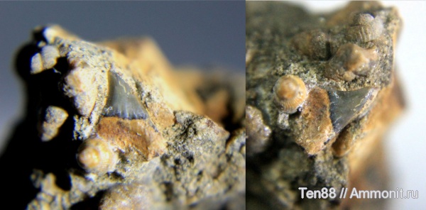 мел, мезозой, зубы акул, р. Губс, Мостовский район, Cretaceous, shark teeth