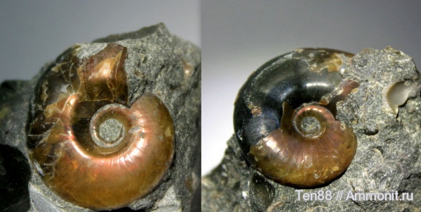 аммониты, мел, мезозой, Ammonites, р. Губс, Мостовский район, Cretaceous