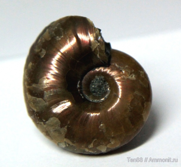 аммониты, мел, гетероморфные аммониты, мезозой, Ammonites, р. Губс, Мостовский район, Cretaceous, heteromorph ammonites