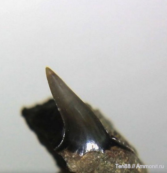 мел, мезозой, зубы акул, р. Губс, Мостовский район, Cretaceous, shark teeth