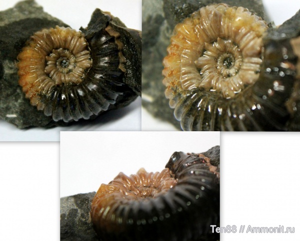 аммониты, Ammonites, р. Губс, Мостовский район