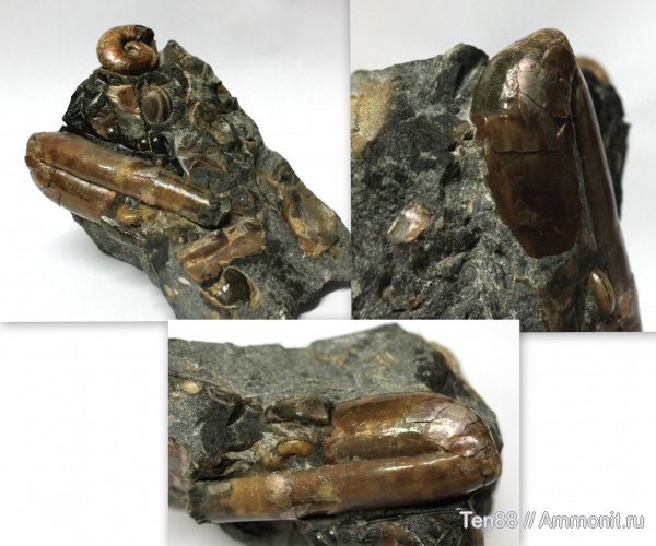 гетероморфные аммониты, р. Губс, Мостовский район, heteromorph ammonites