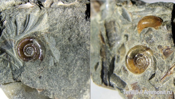 аммониты, Ammonites, р. Губс, Мостовский район