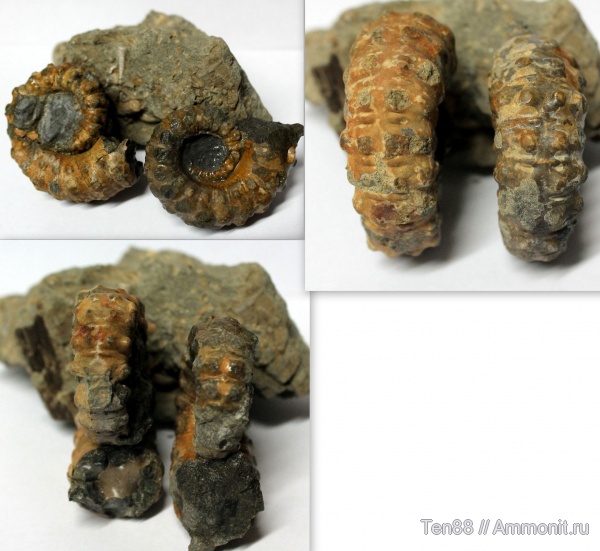 гетероморфные аммониты, Ammonitoceras, р. Губс, Мостовский район, heteromorph ammonites