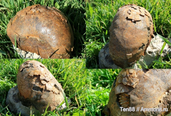 аммониты, Ammonites, р. Губс, Мостовский район