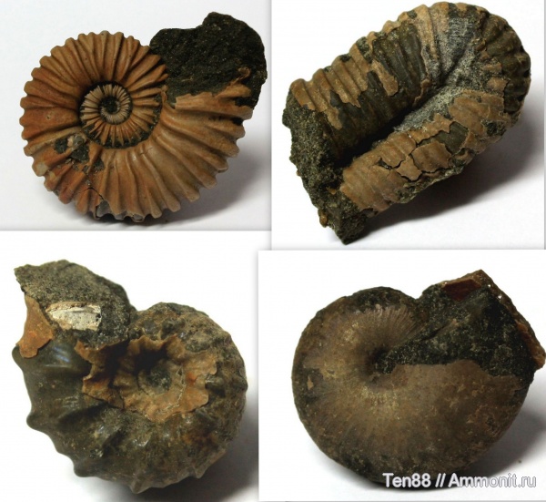 аммониты, Ammonites, р. Губс, Мостовский район