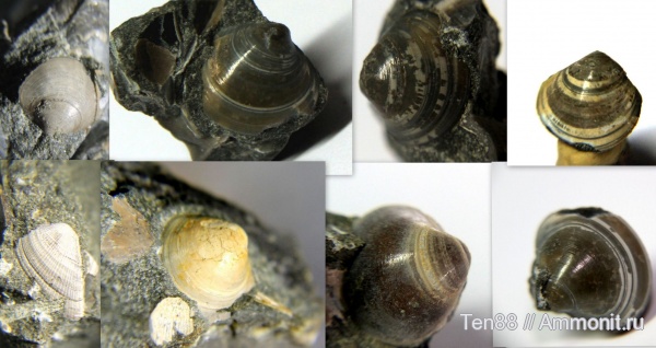 двустворки, прижизненная окраска, р. Губс, прижизненный узор, Мостовский район
