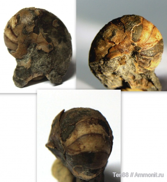 Nautilida, р. Губс, Мостовский район