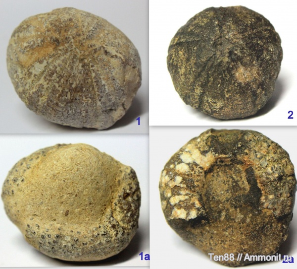 морские ежи, мел, мезозой, р. Губс, Мостовский район, Cretaceous