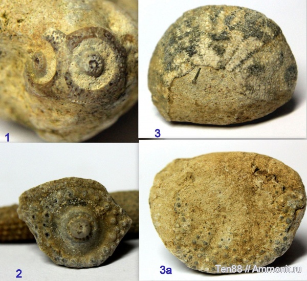 морские ежи, мел, мезозой, р. Губс, Мостовский район, Cretaceous