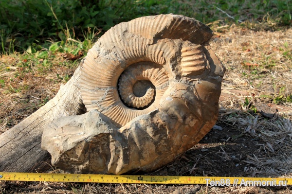 аммониты, мел, мезозой, Ammonitoceras, апт, Ammonites, р. Губс, Мостовский район, Aptian, Cretaceous