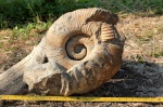 Гетероморфный аммонит Ammonitoceras