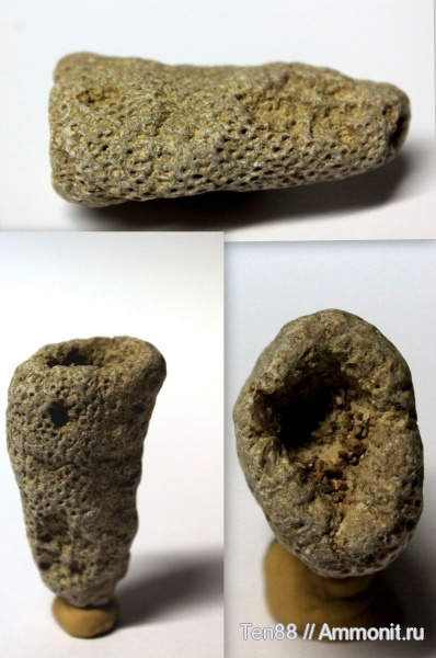 губки, мезозой, р. Губс, Мостовский район