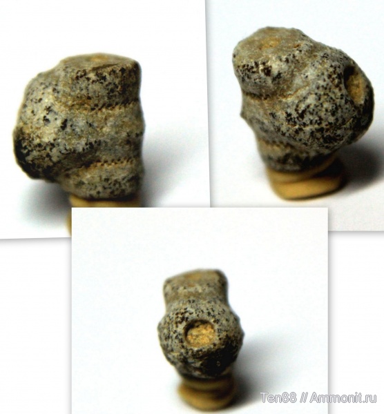 морские лилии, мел, мезозой, р. Губс, Мостовский район, Cretaceous