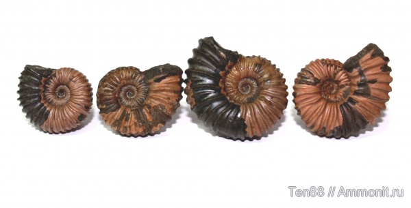 аммониты, мел, мезозой, Ammonites, р. Губс, Мостовский район, Cretaceous