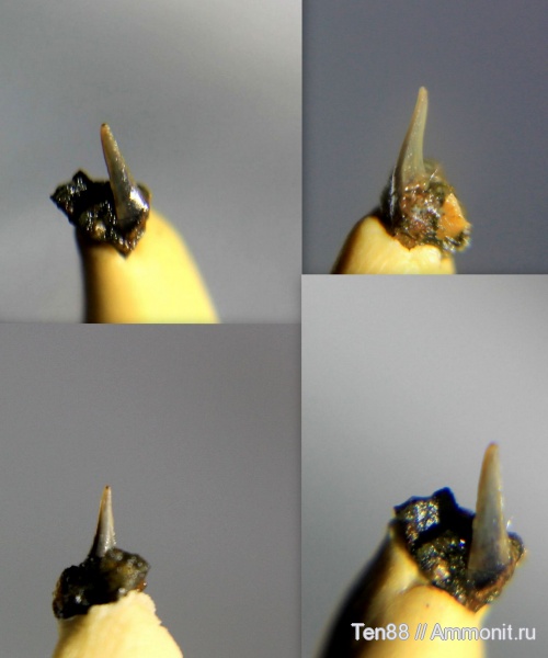 мел, мезозой, апт, зубы акул, р. Губс, Мостовский район, Aptian, Cretaceous, shark teeth