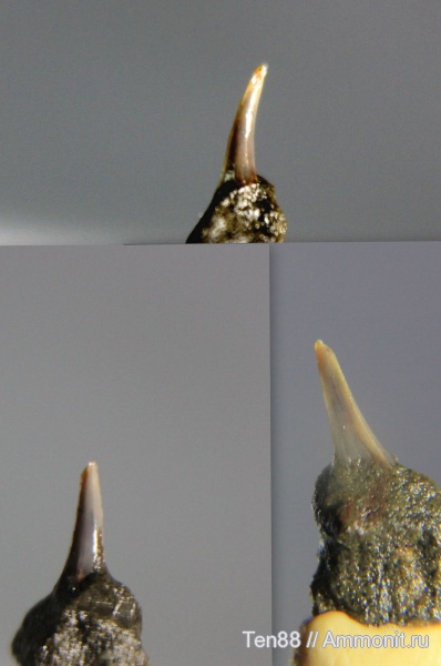 мел, мезозой, апт, зубы акул, р. Губс, Мостовский район, Aptian, Cretaceous, shark teeth