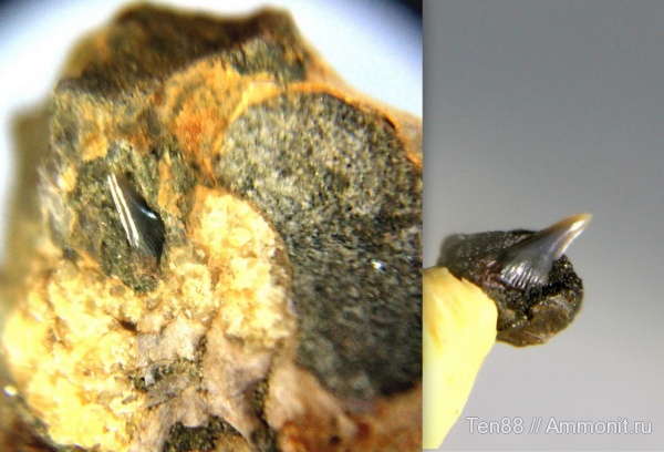 мел, мезозой, апт, зубы акул, р. Губс, Мостовский район, Aptian, Cretaceous, shark teeth