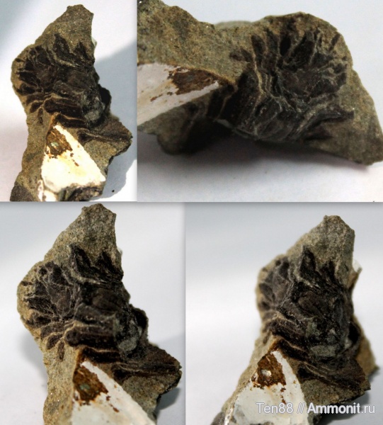 мел, мезозой, апт, шишки, р. Губс, Pityostrobus, Мостовский район, Aptian, Cretaceous