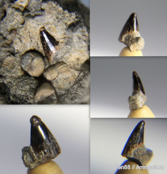 мел, зубы, мезозой, апт, р. Губс, Мостовский район, Aptian, Cretaceous, teeth