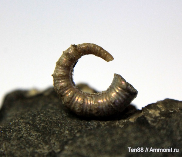 мел, гетероморфные аммониты, мезозой, апт, р. Губс, Мостовский район, Aptian, Cretaceous, heteromorph ammonites