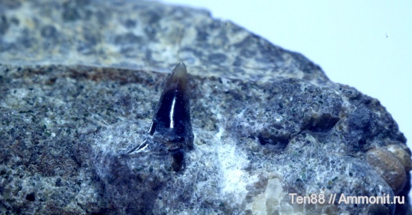 мел, мезозой, апт, зубы акул, р. Губс, Мостовский район, Aptian, Cretaceous, shark teeth