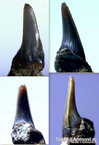 мел, мезозой, апт, зубы акул, Protolamna, р. Губс, Мостовский район, Aptian, Cretaceous, shark teeth