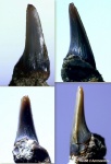 Зуб акулы Protolamna sp.