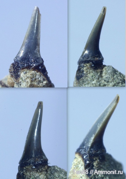 мел, мезозой, апт, зубы акул, р. Губс, Мостовский район, Aptian, Cretaceous, shark teeth