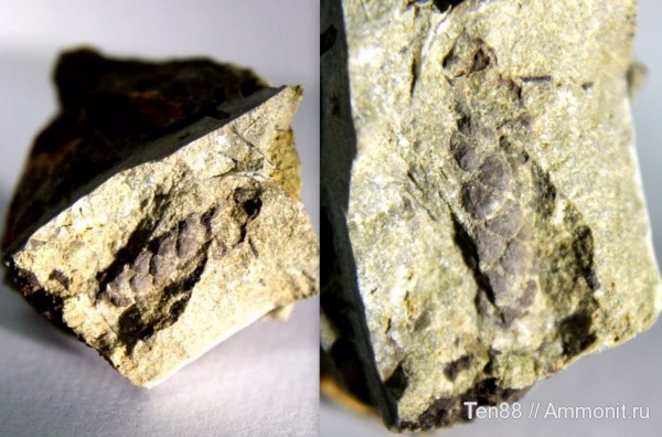 мел, мезозой, апт, шишки, р. Губс, Мостовский район, Aptian, Cretaceous