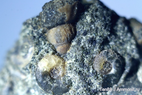 аммониты, мел, мезозой, апт, Ammonites, р. Губс, Мостовский район, Aptian, Cretaceous