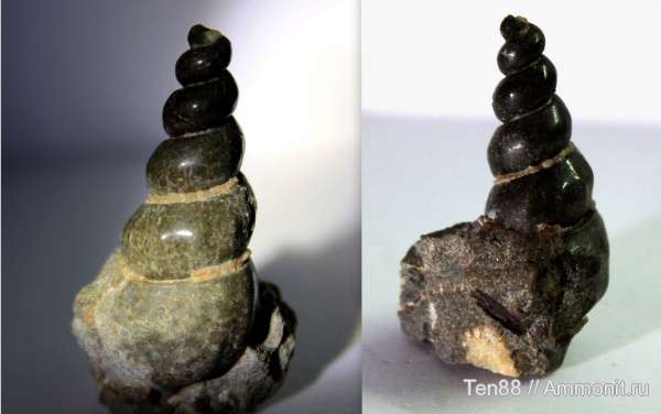 мел, мезозой, брюхоногие моллюски, апт, р. Губс, Мостовский район, Aptian, Cretaceous