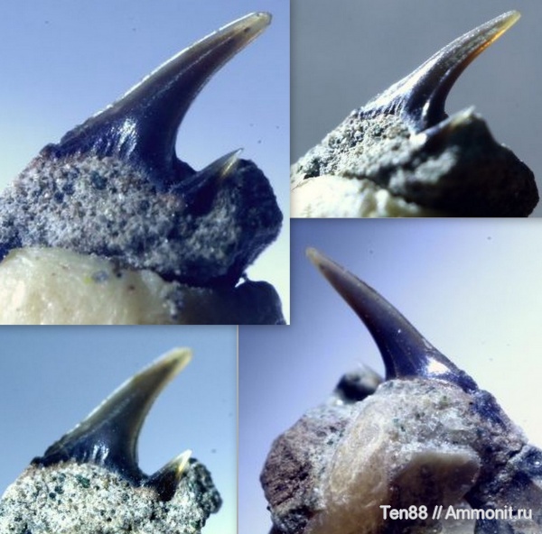 мел, мезозой, апт, зубы акул, р. Губс, Мостовский район, Aptian, Cretaceous, shark teeth