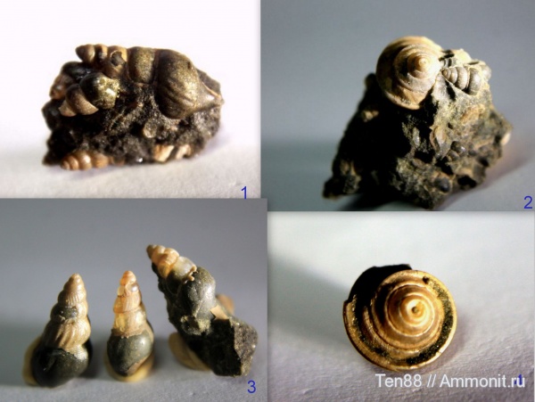 гастроподы, мел, мезозой, апт, р. Губс, Мостовский район, Aptian, Cretaceous