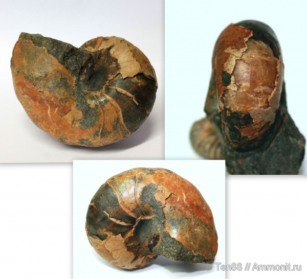аммониты, мел, мезозой, апт, Ammonites, р. Губс, Мостовский район, Aptian, Cretaceous