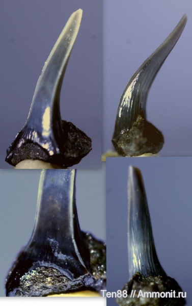 мел, мезозой, апт, зубы акул, Mitsukurinidae, р. Губс, Мостовский район, Aptian, Cretaceous, shark teeth