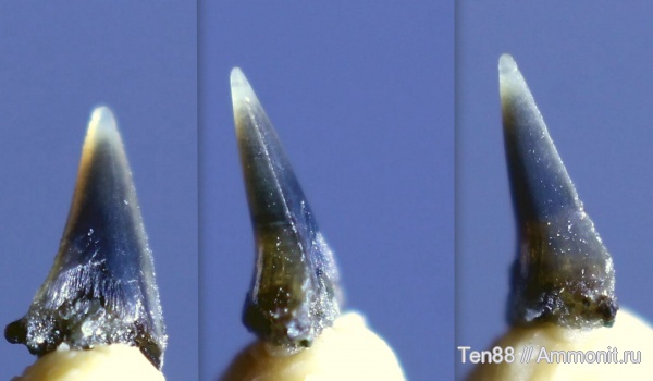 мел, мезозой, апт, зубы акул, Lamniformes, р. Губс, Мостовский район, Aptian, Cretaceous, shark teeth