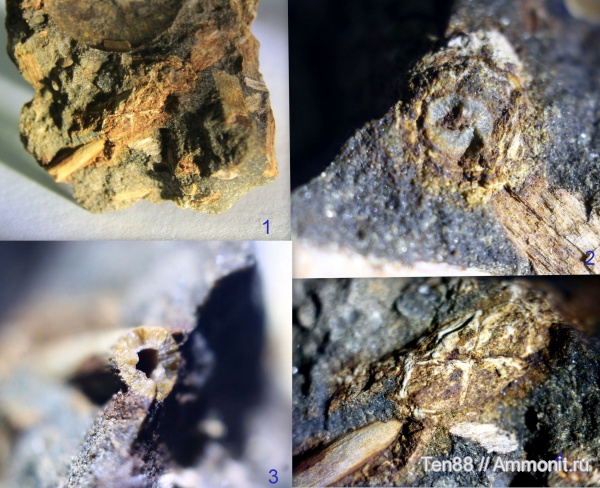 мел, мезозой, апт, р. Губс, Мостовский район, Aptian, Cretaceous