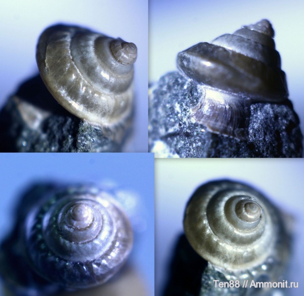 гастроподы, мел, мезозой, брюхоногие моллюски, апт, р. Губс, Мостовский район, Aptian, Cretaceous