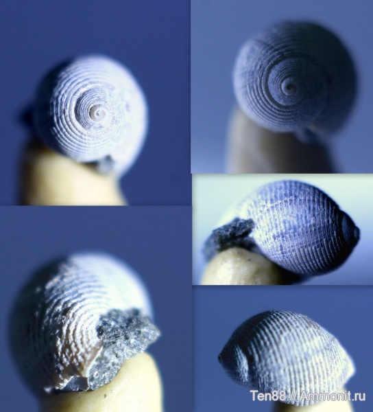 гастроподы, мел, мезозой, брюхоногие моллюски, апт, р. Губс, прижизненный узор, Мостовский район, Aptian, Cretaceous